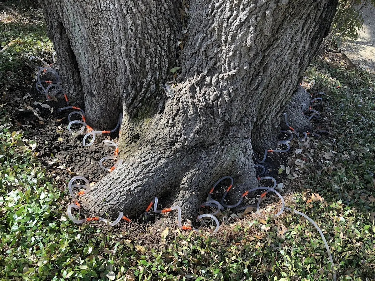Detailed Tree Cabling and Bracing job site in Sodus Point